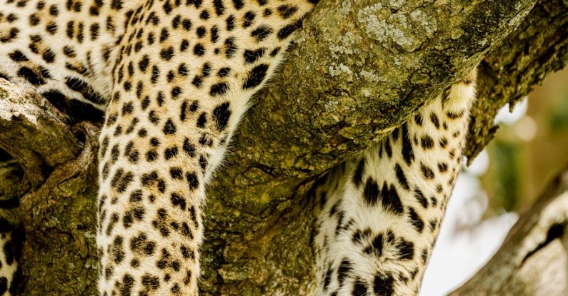 Sleep Tracking - Leopard sleeping in a tree